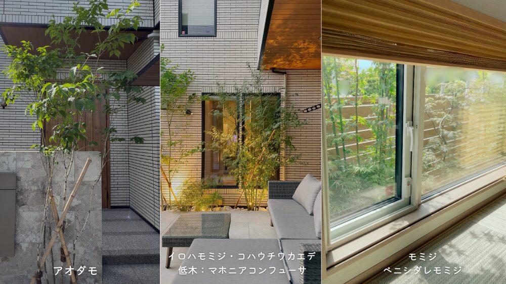 わが家で採用した植栽、玄関のアオダモ、中庭のイロハモミジ・コハウチワカエデ・マホニアコンフューサ、和室の前のモミジ・ベニシダレモミジ