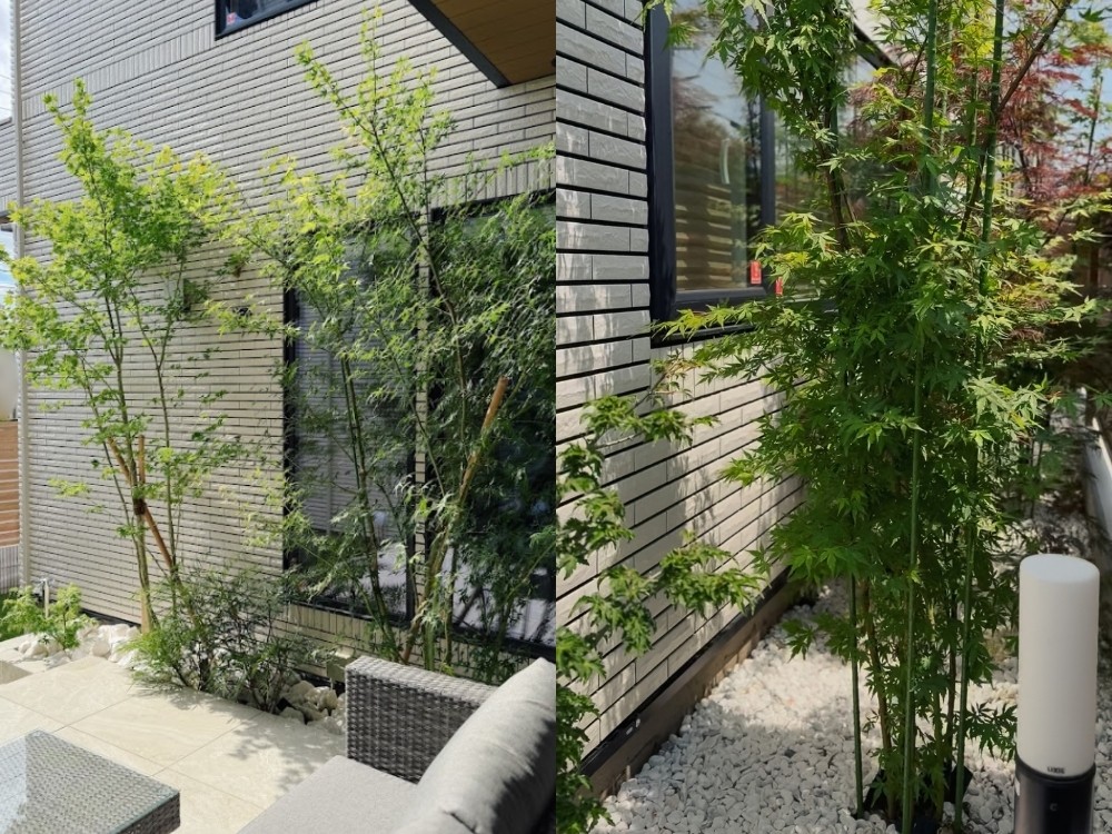 建物沿いに植えたモミジと白い玉砂利の植栽