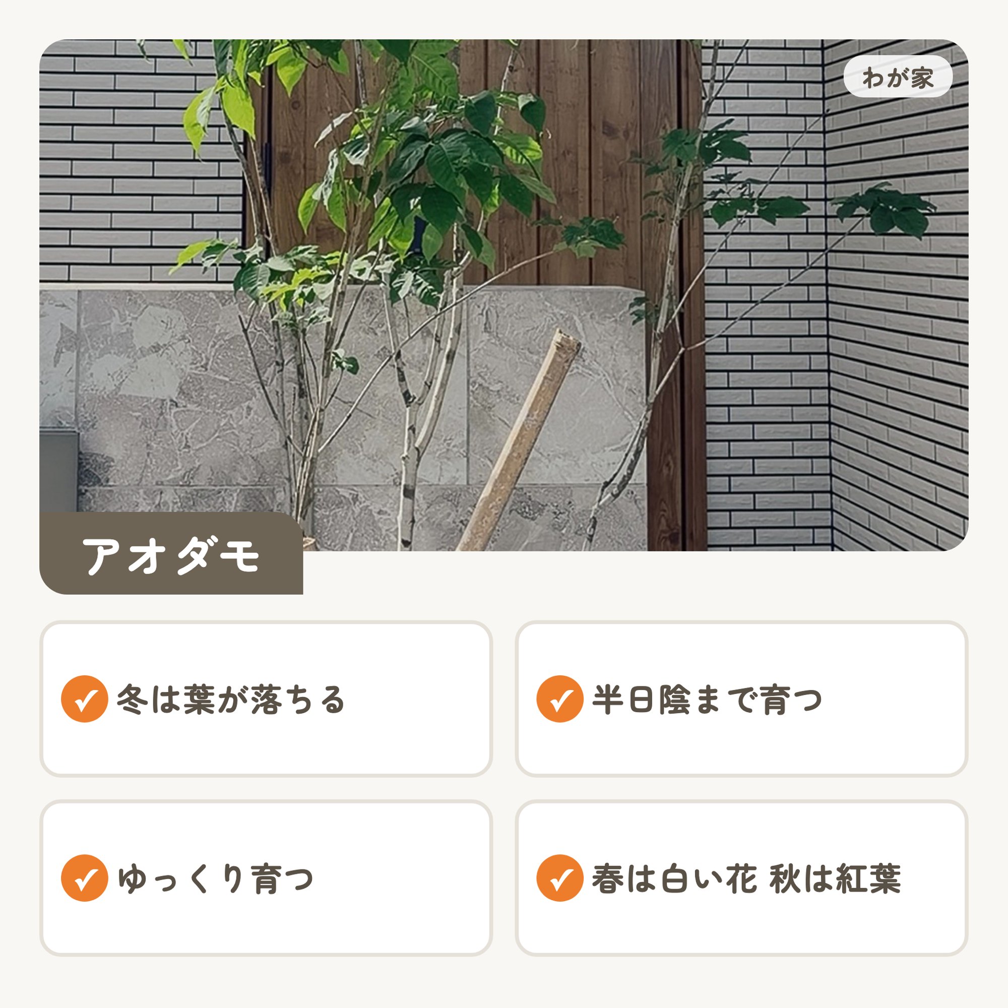 わが家の門柱の横のアオダモと特徴