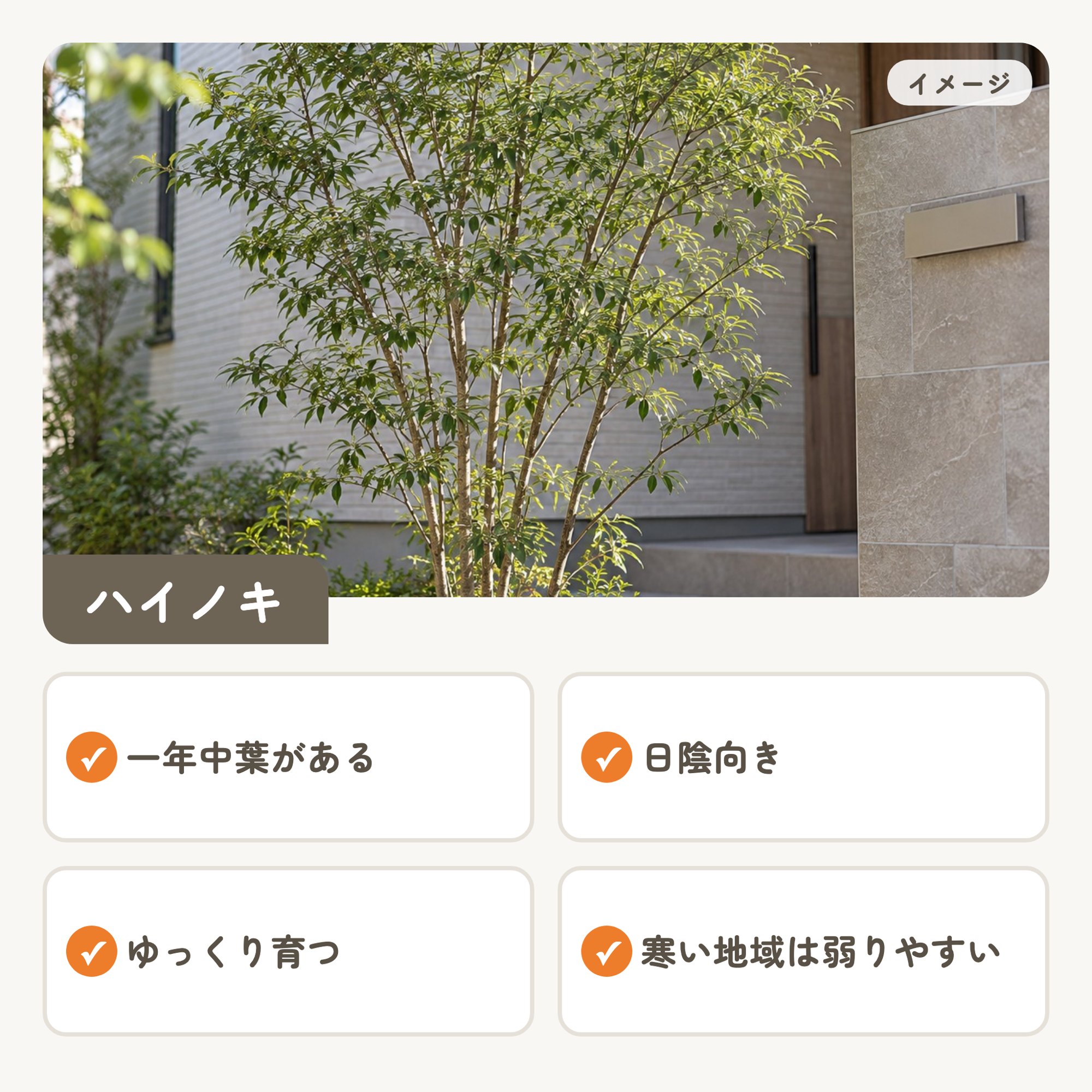 ハイノキのイメージと特徴