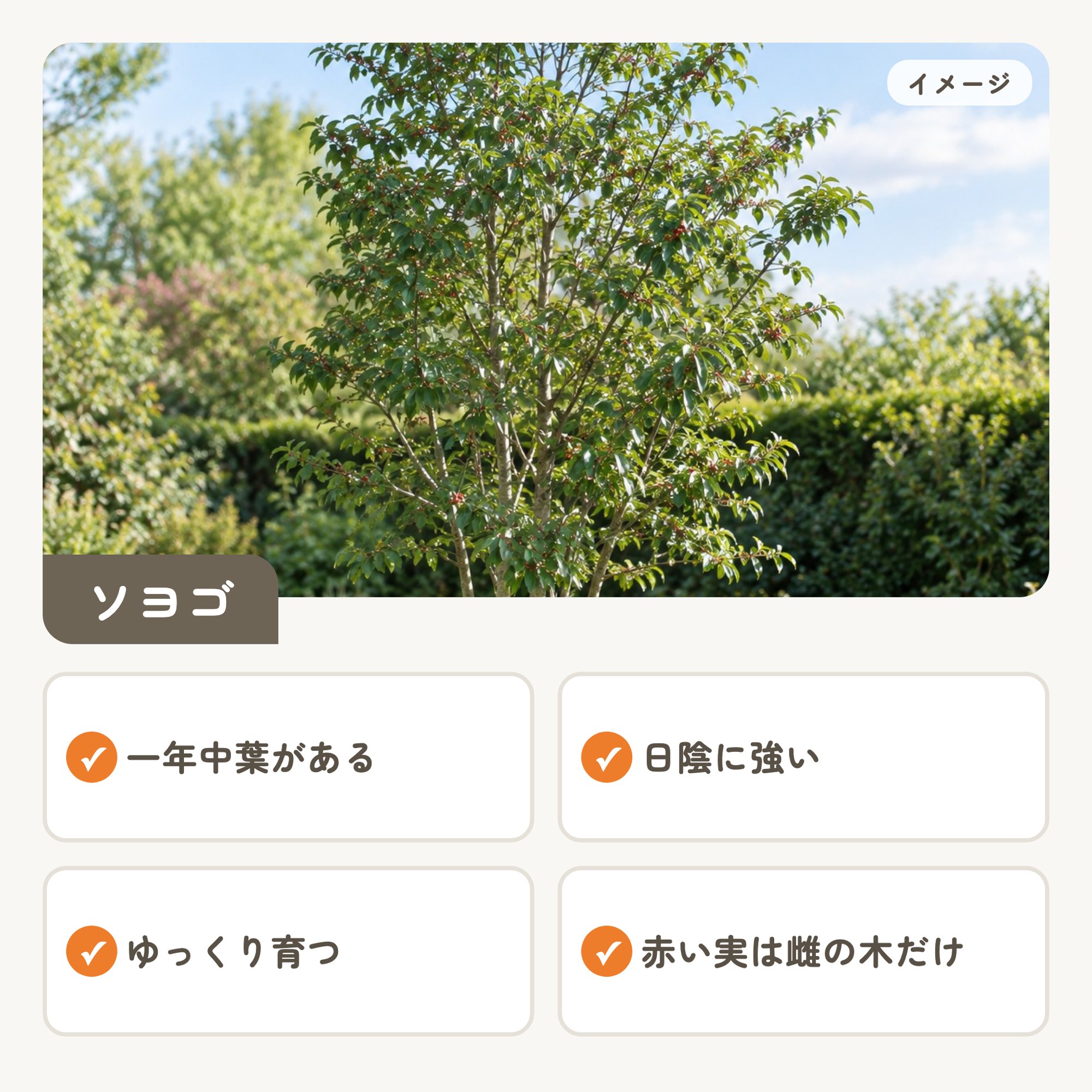 ソヨゴのイメージと特徴